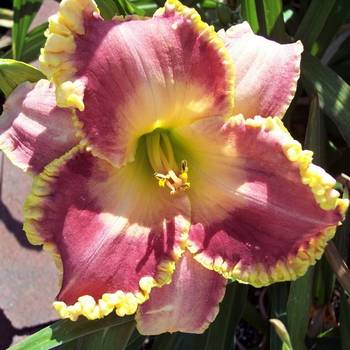 Лилейник Hemerocallis ‘Daria’